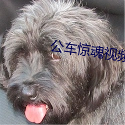公车(chē)惊魂视(shì)频大全