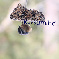 katsumihd