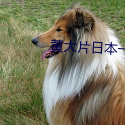 黄大片日本一(一)级(級)在线a