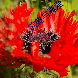 欲望(wàng)与(yǔ)真爱