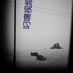 叼嘿视频下载