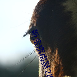 新金瓶梅第2集