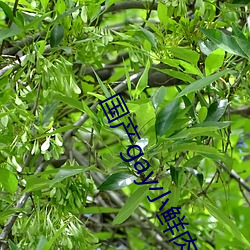 国(guó)产gay小鲜肉