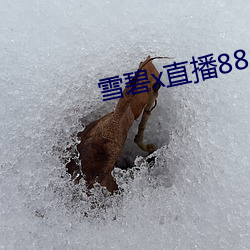 雪碧x直播88822apk （握蛇骑虎）