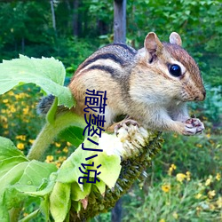 藏獒小說