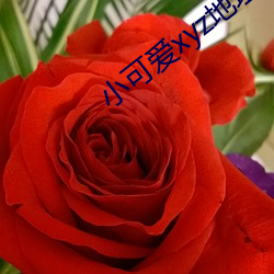 小可爱xyz地址