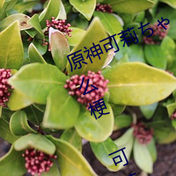 原神可莉ちゃんが部下を腿法娴熟什么梗 可莉腿法娴熟是什 （盲人扪烛）