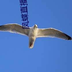 凤蝶(蝶)直播永(永)久回家地(地)址