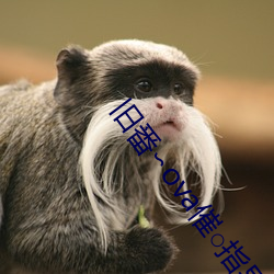 旧番∽ova催○指导