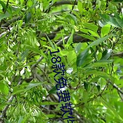 18款免费软件app下载 等閒人家）