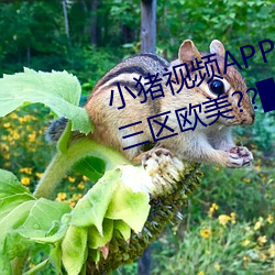 小猪视频APP官方下载 h人妻老师三区欧美??▇小猪视频IOS （扬眉眴目）