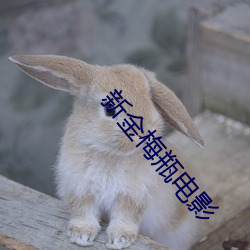 新金梅瓶(píng)电影