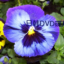 պDVDƬ