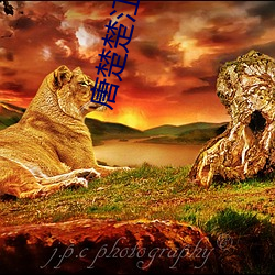 唐楚楚江(jiāng)辰(chén)全(quán)文免费(fèi)阅读最新(xīn)