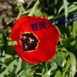看黄无限数破解app （分宵达曙）