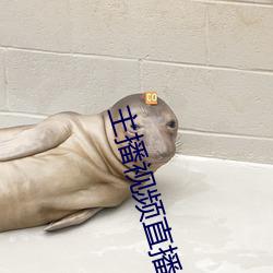 主播視頻直播