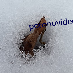 poronovideos少(少)妇