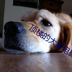 顶楼的大象电影完整(整)版免费