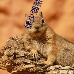 徐少强警匪电影大全