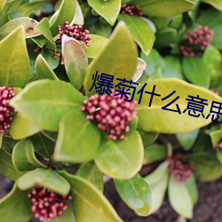 爆菊什麽意思