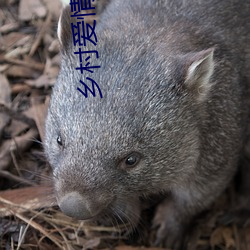 鄉村愛情10在線觀看免費完