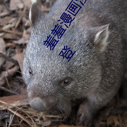 ()()¼ҳ()()ҳ() ()()