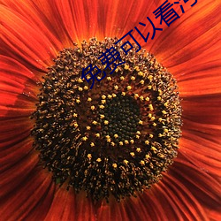 免費可以看汙的視頻app有嗎