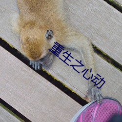 重生之心動