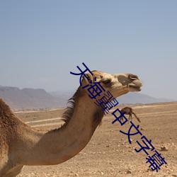 天海翼中文字幕