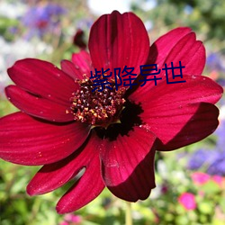 紫(zǐ)降(jiàng)异(yì)世(shì)