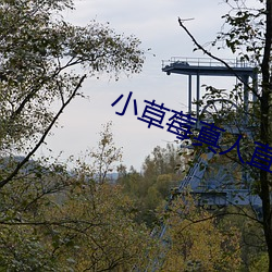 小草(草)莓真(真)人直播app