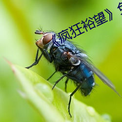 《疯狂裕望》免费观看