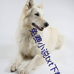 免费小说(shuō)txt下载