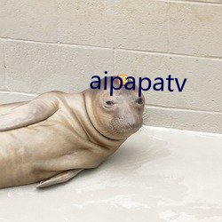 aipapatv