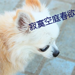 寂寞空庭春欲晚免费播放电 （生不逢。