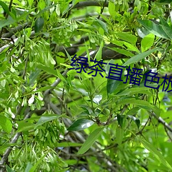 绿茶直播色板