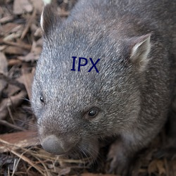 IPX