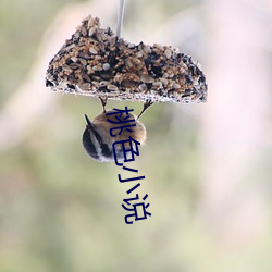 桃色小(xiǎo)说