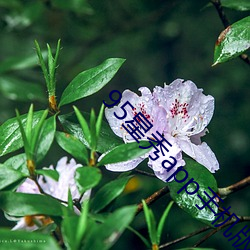 95星秀app手机版下载