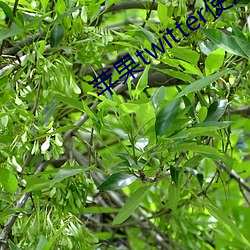蘋果twitter使用教程