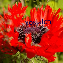 xoslalcn