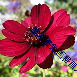 羞差漫免画费首入口