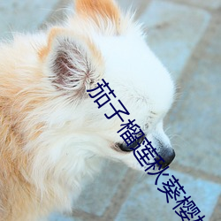 茄子榴蓮秋葵櫻桃
