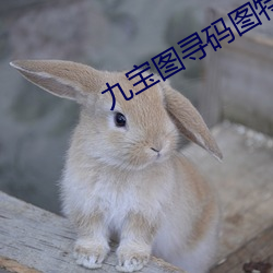 九宝图寻码图特一级会员版
