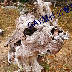 GAY是什么意思