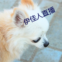 伊佳人直播 （碍眼）