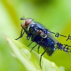 《一a一a一片一片式的詞2023》手機高清全集在線觀看