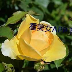 看美女APP下载