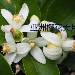 亚洲樱花大片
