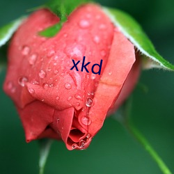 xkd